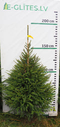 Egle 4HB15, garums 1.75m