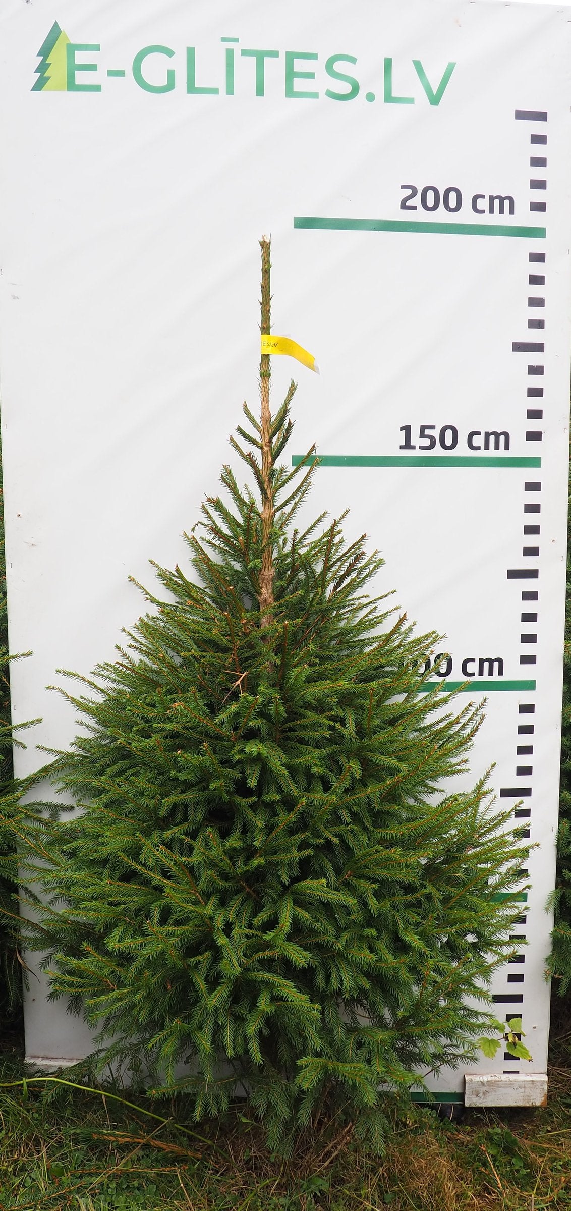Egle 4HB15, garums 1.75m