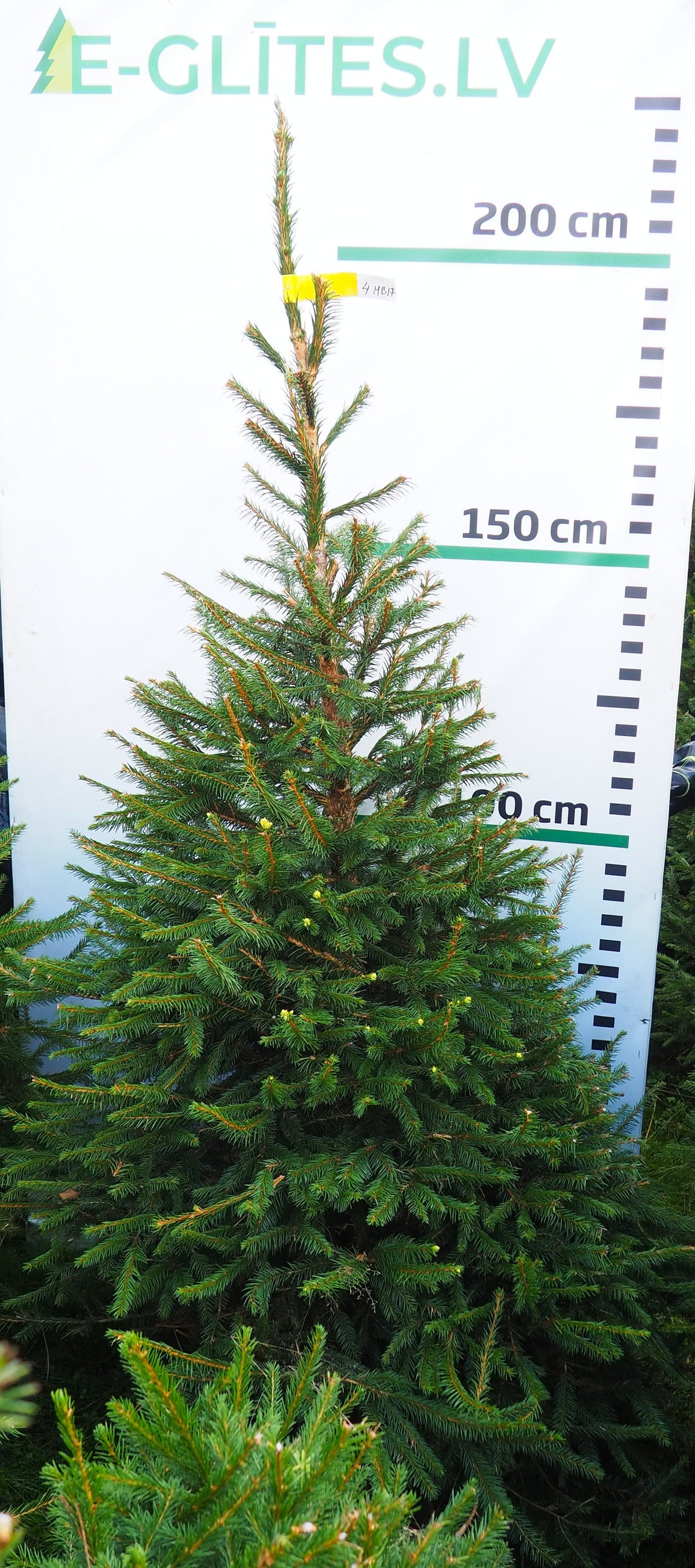 Egle 4HB17
