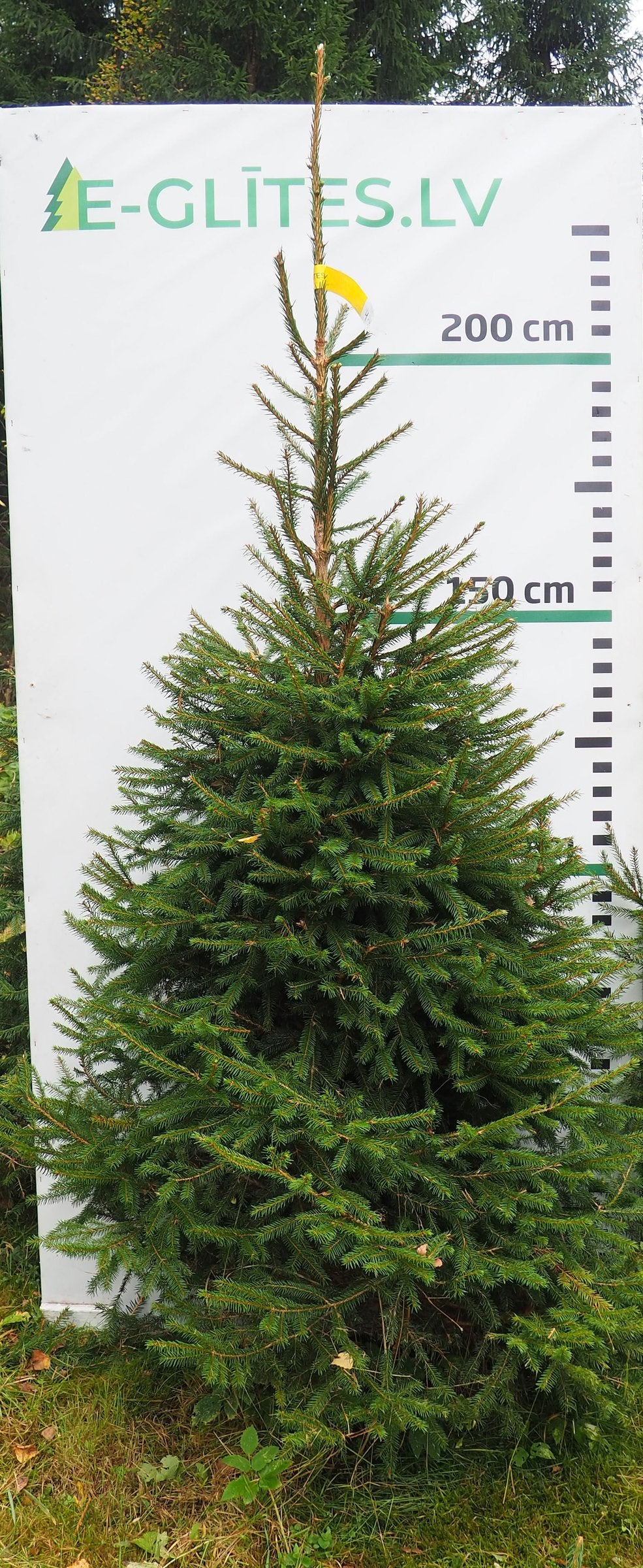 Egle 4HB9, garums 2.50m