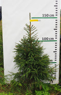 Egle 4J5, garums 1.50m