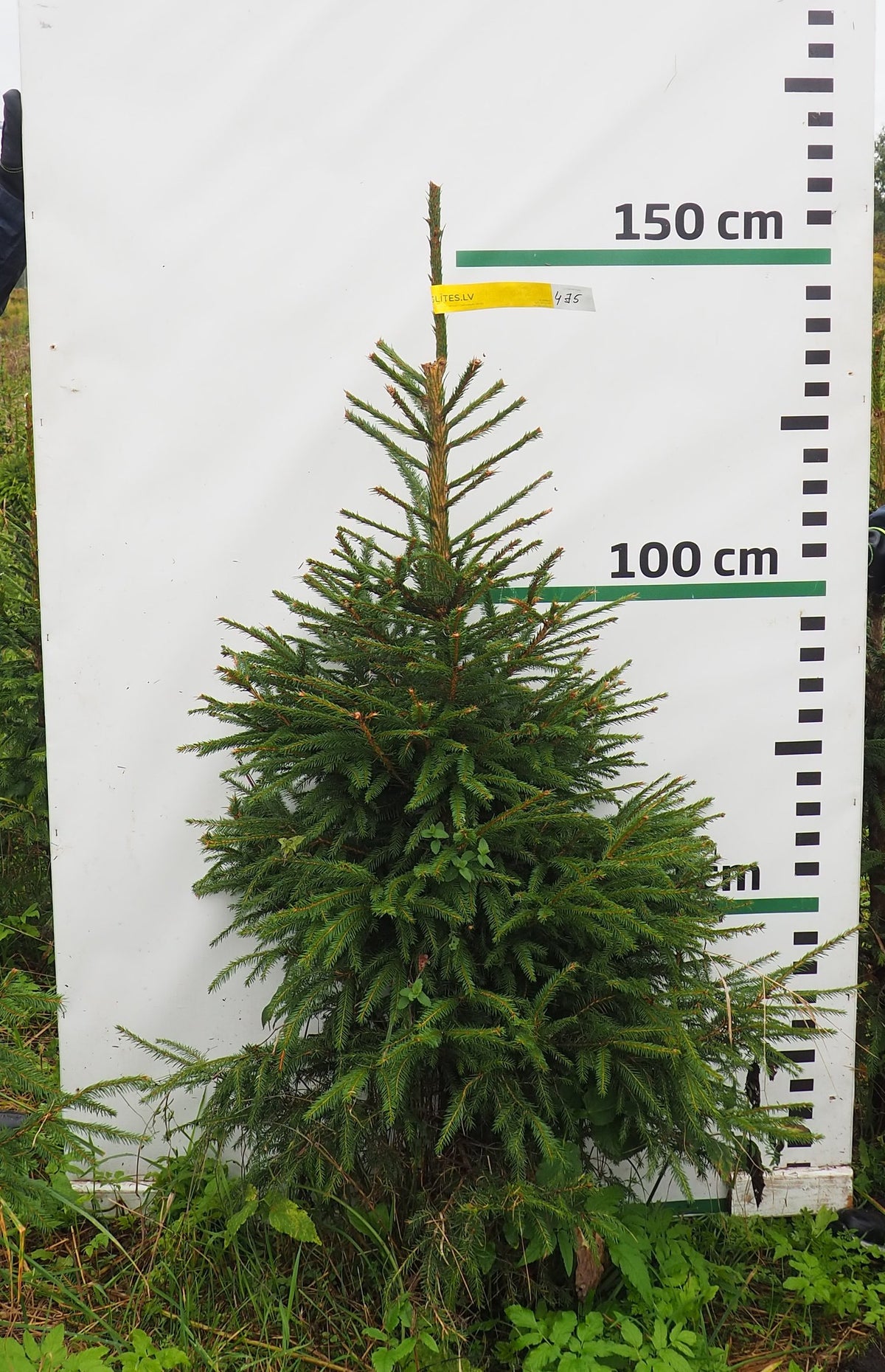 Egle 4J5, garums 1.50m