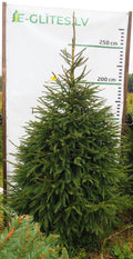 Egle 4K23, garums 2.50m