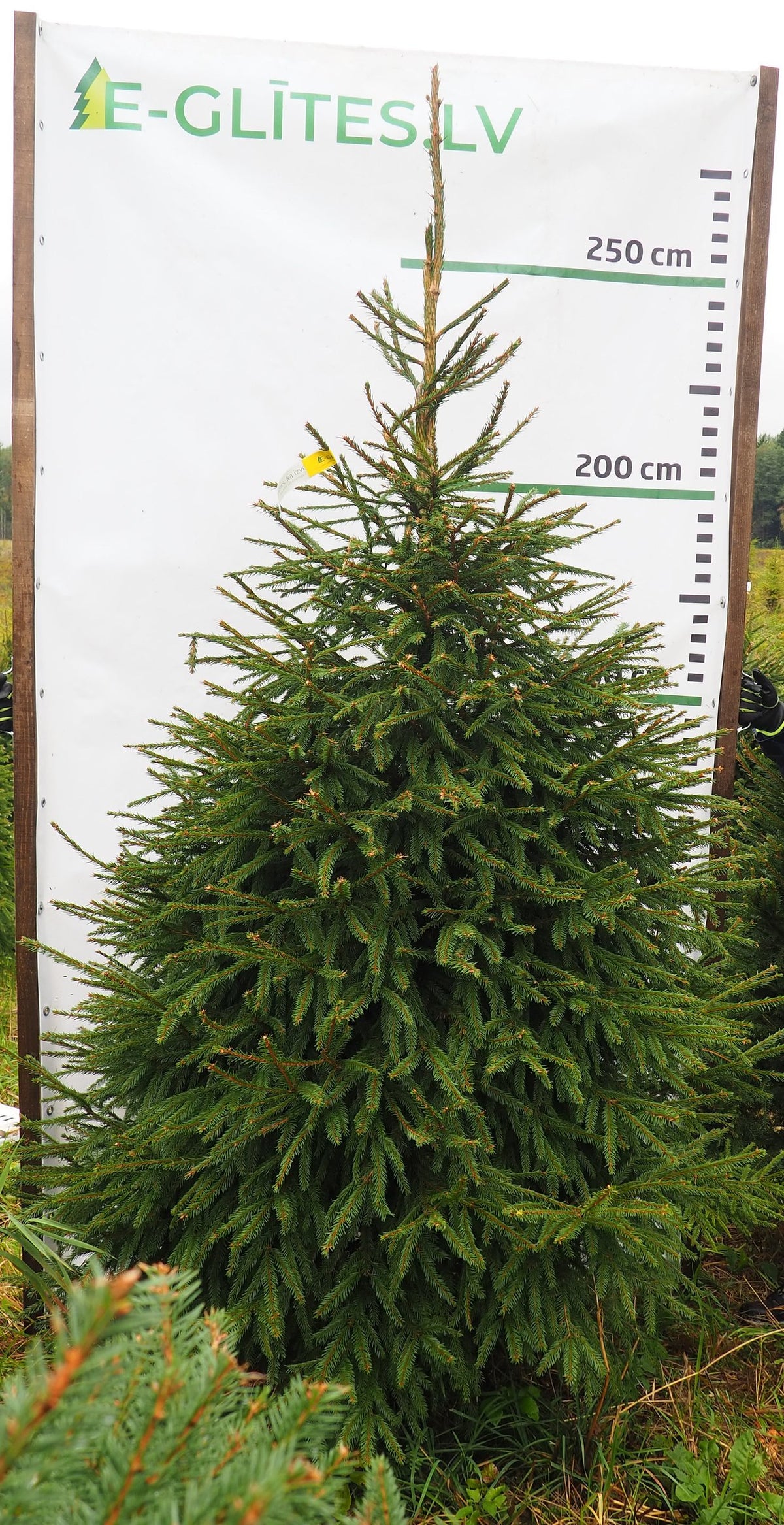 Egle 4K23, garums 2.50m