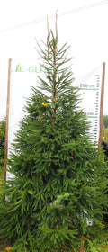 Egle 4K28, garums 3.50m