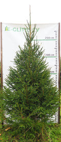 Egle 4K29, garums 3.00m