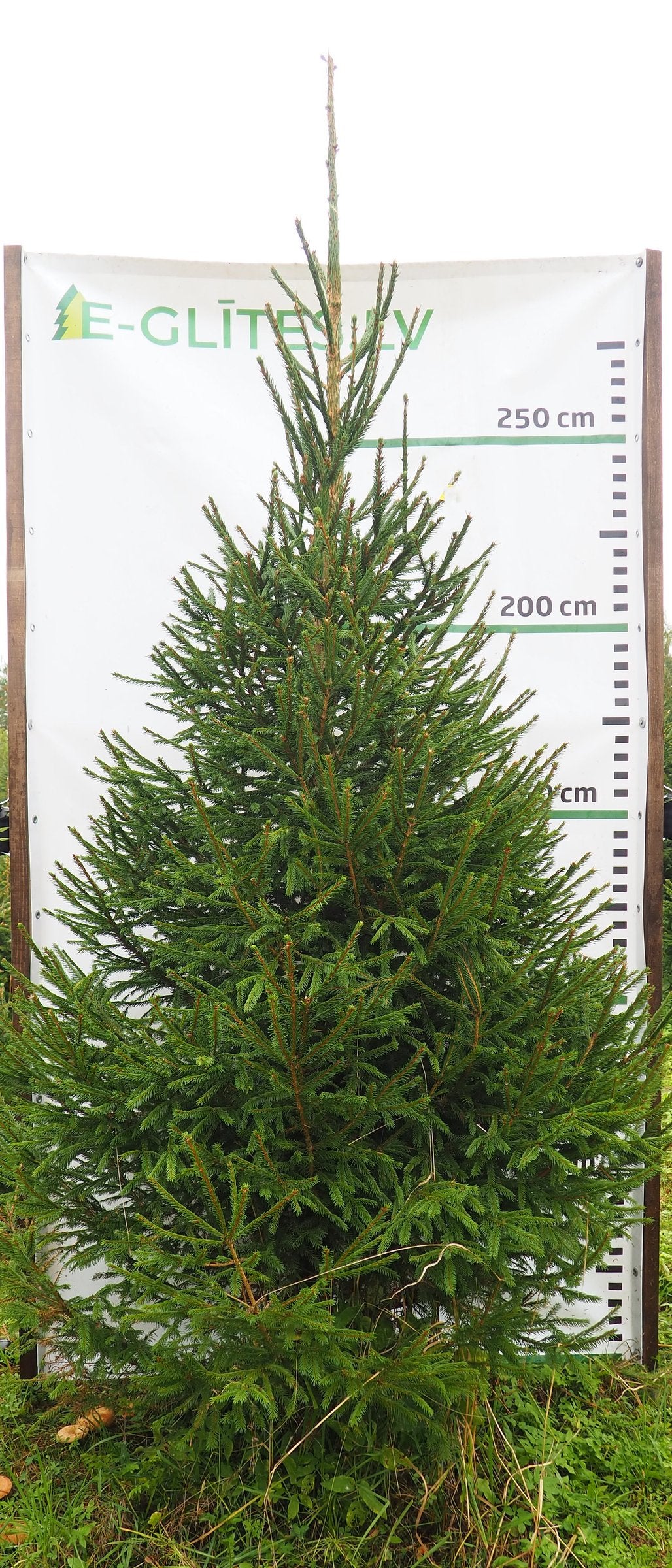 Egle 4K29, garums 3.00m
