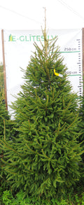 Egle 4K31, garums 3.00m