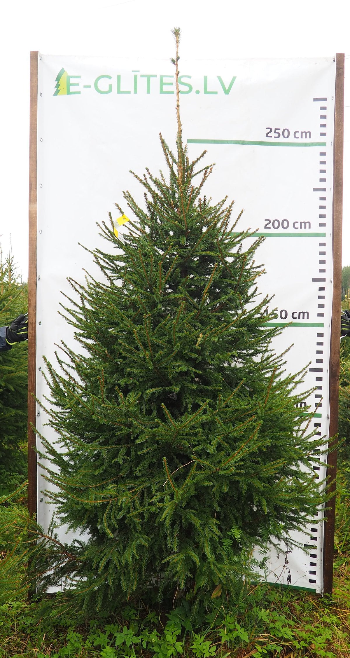 Egle 4K39, garums 2.75m
