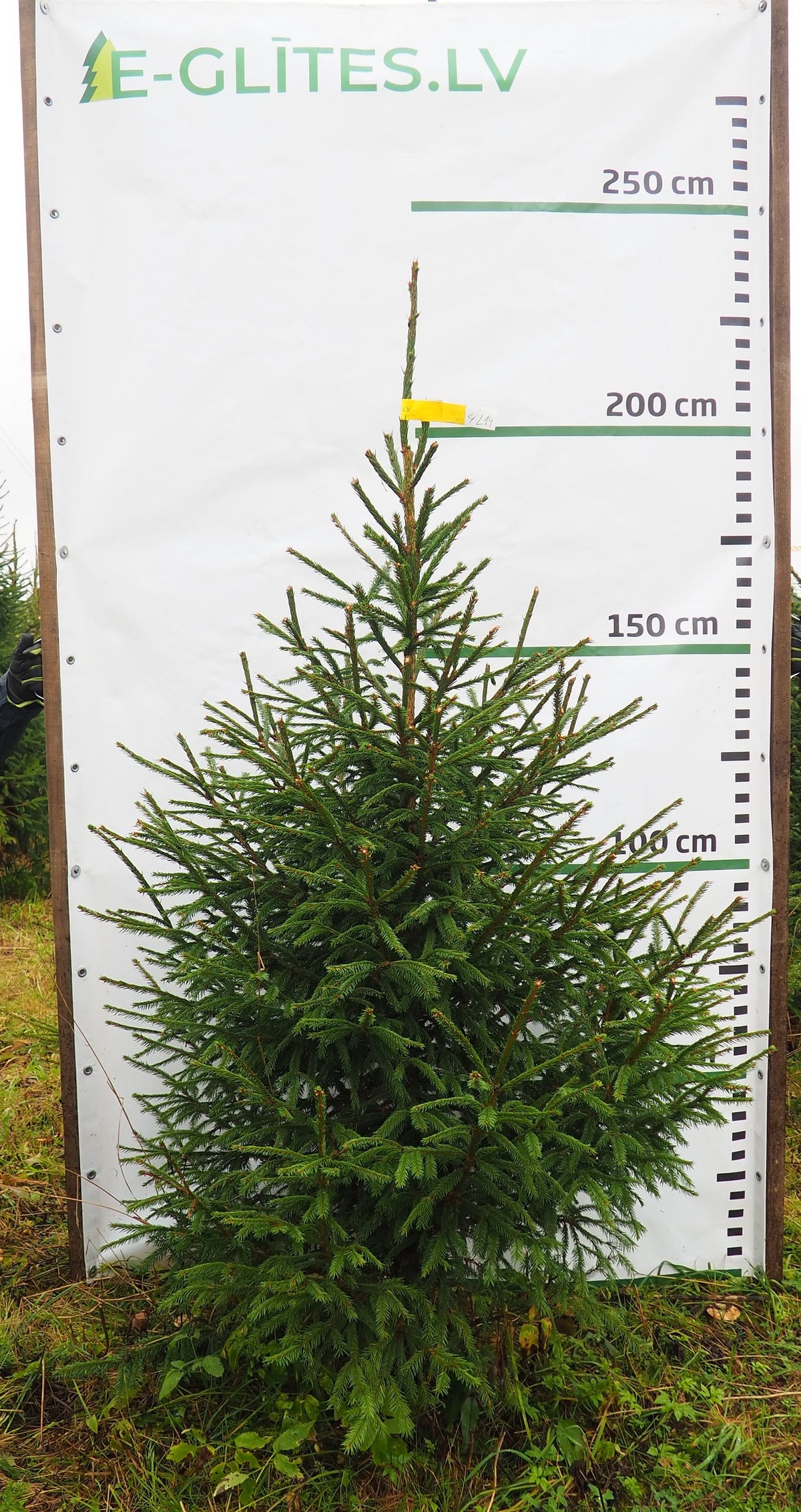 Egle 4L14, garums 2.00m