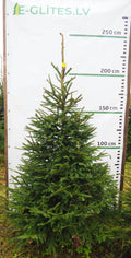 Egle 4L18, garums 2.00m