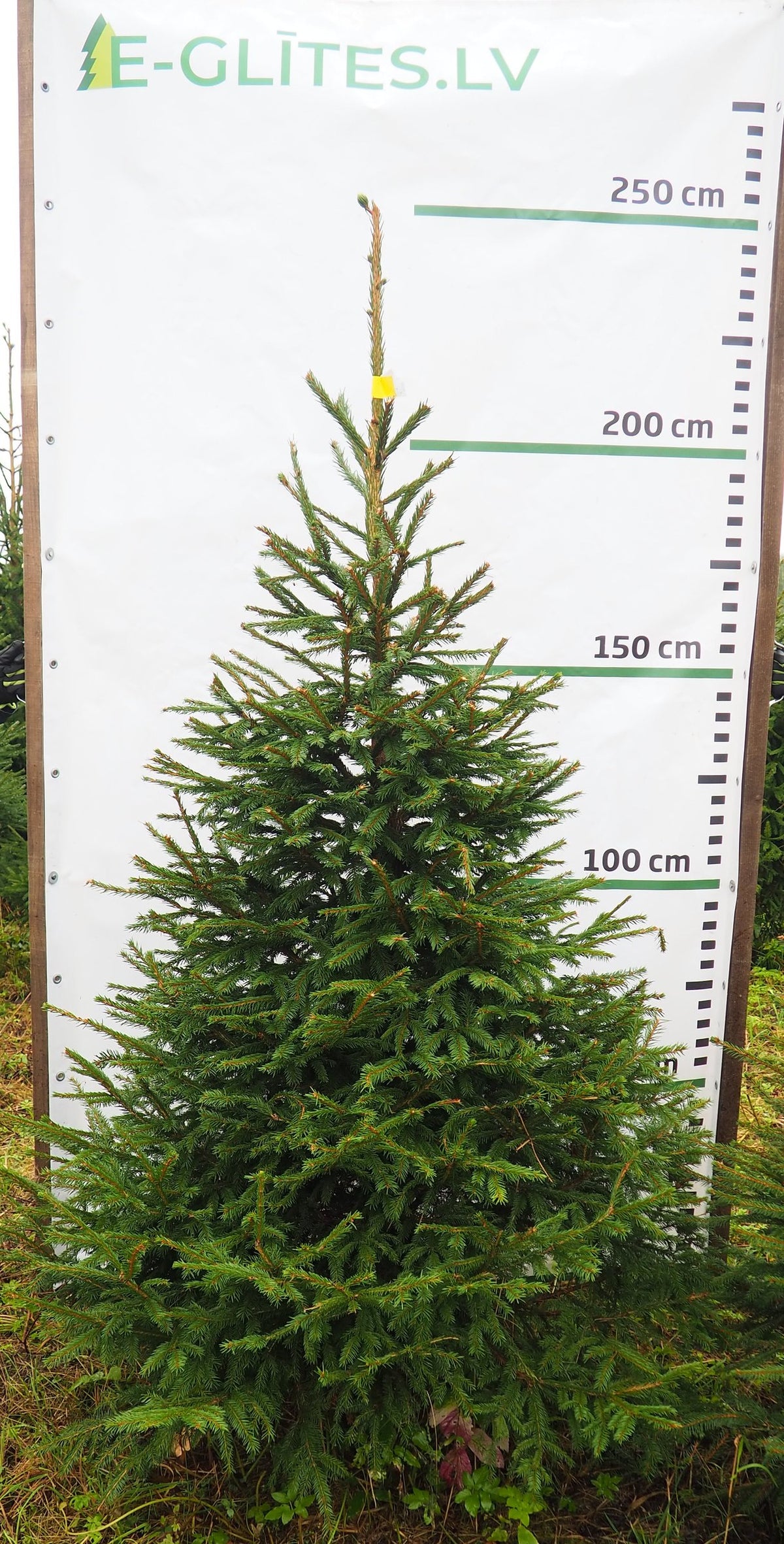 Egle 4L18, garums 2.00m
