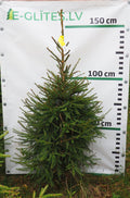 Egle 4T10, garums 1.50m