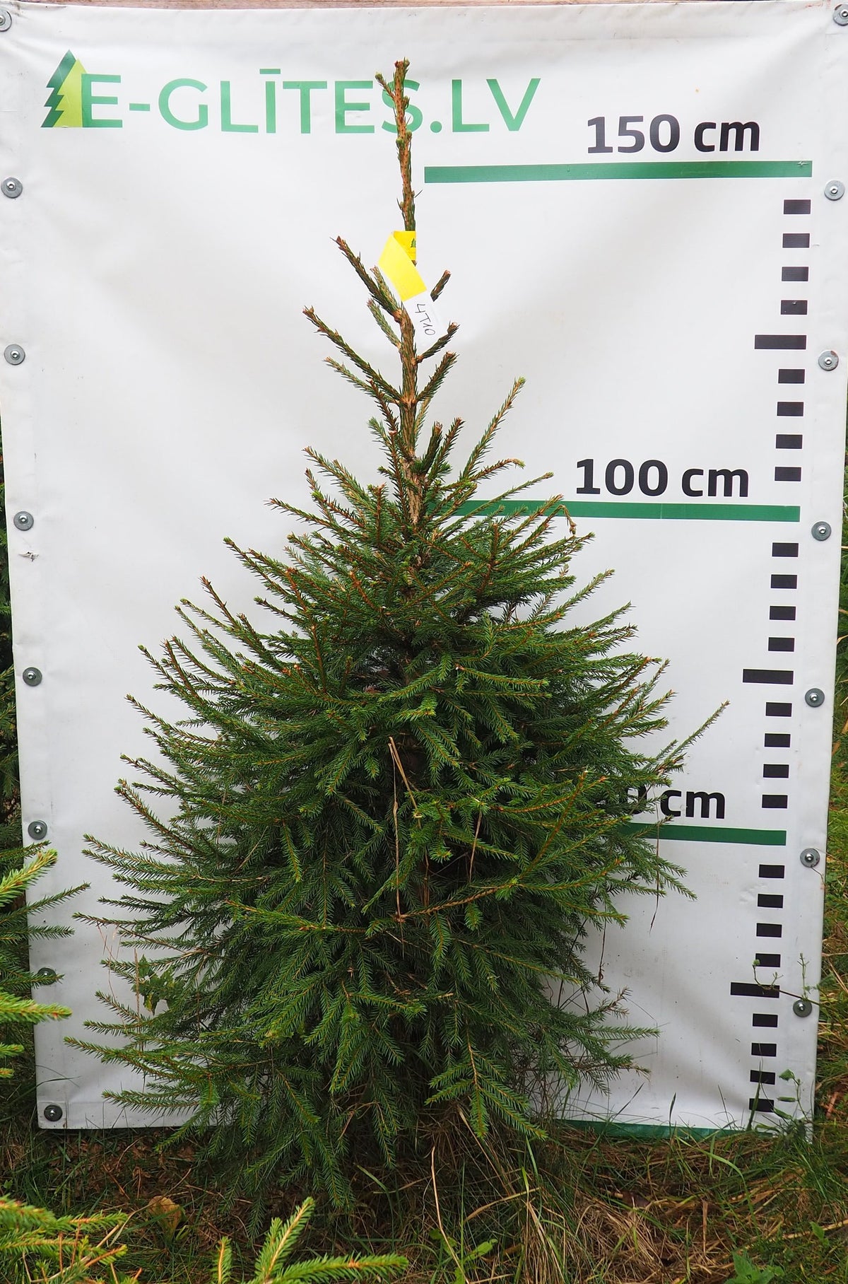 Egle 4T10, garums 1.50m