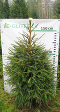 Egle 4T11, garums 1.75m