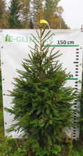 Egle 4T12, garums 2.00m