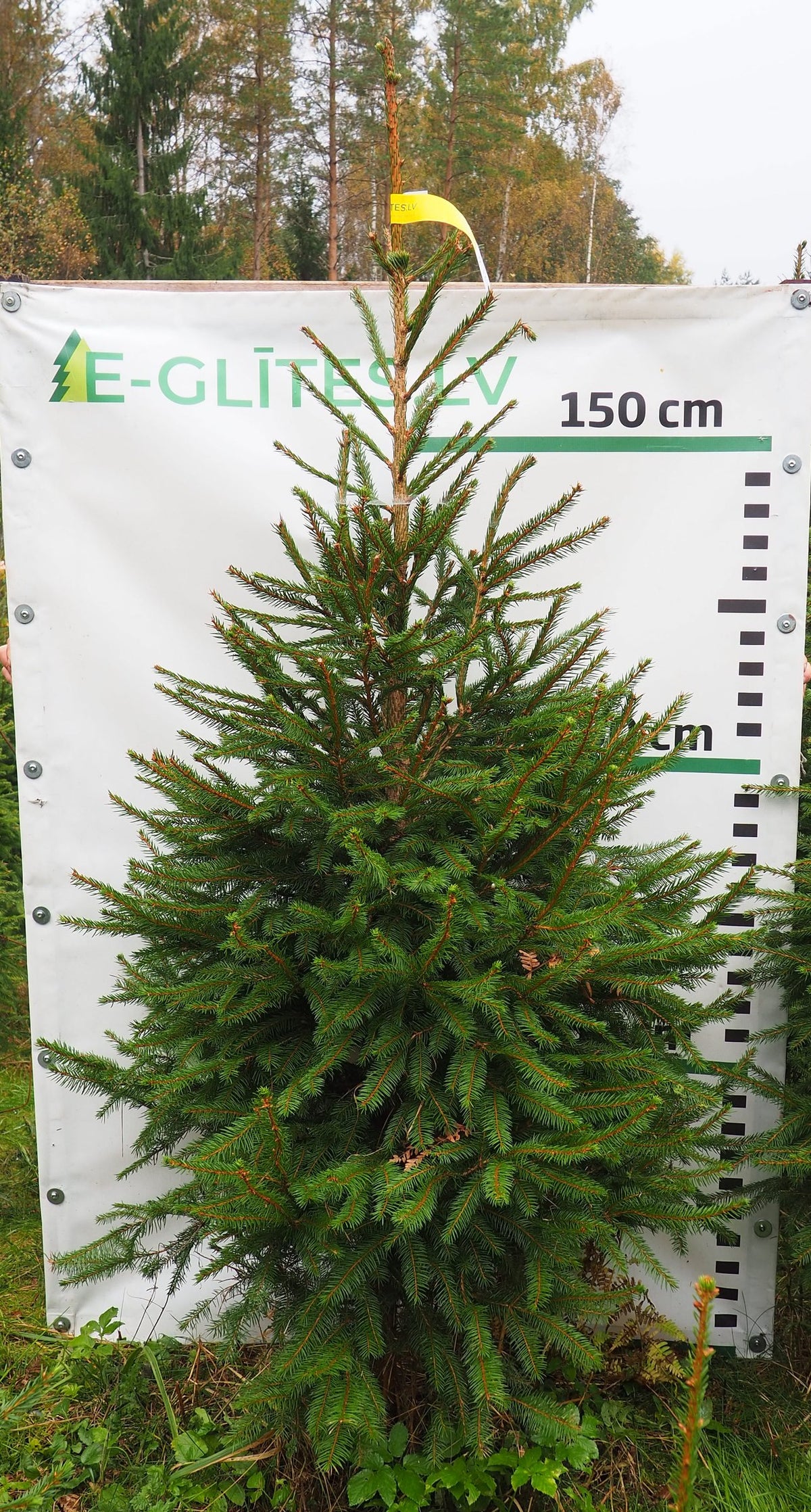 Egle 4T12, garums 2.00m