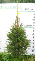 Egle 4T12