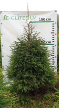 Egle 4T13, garums 1.75m