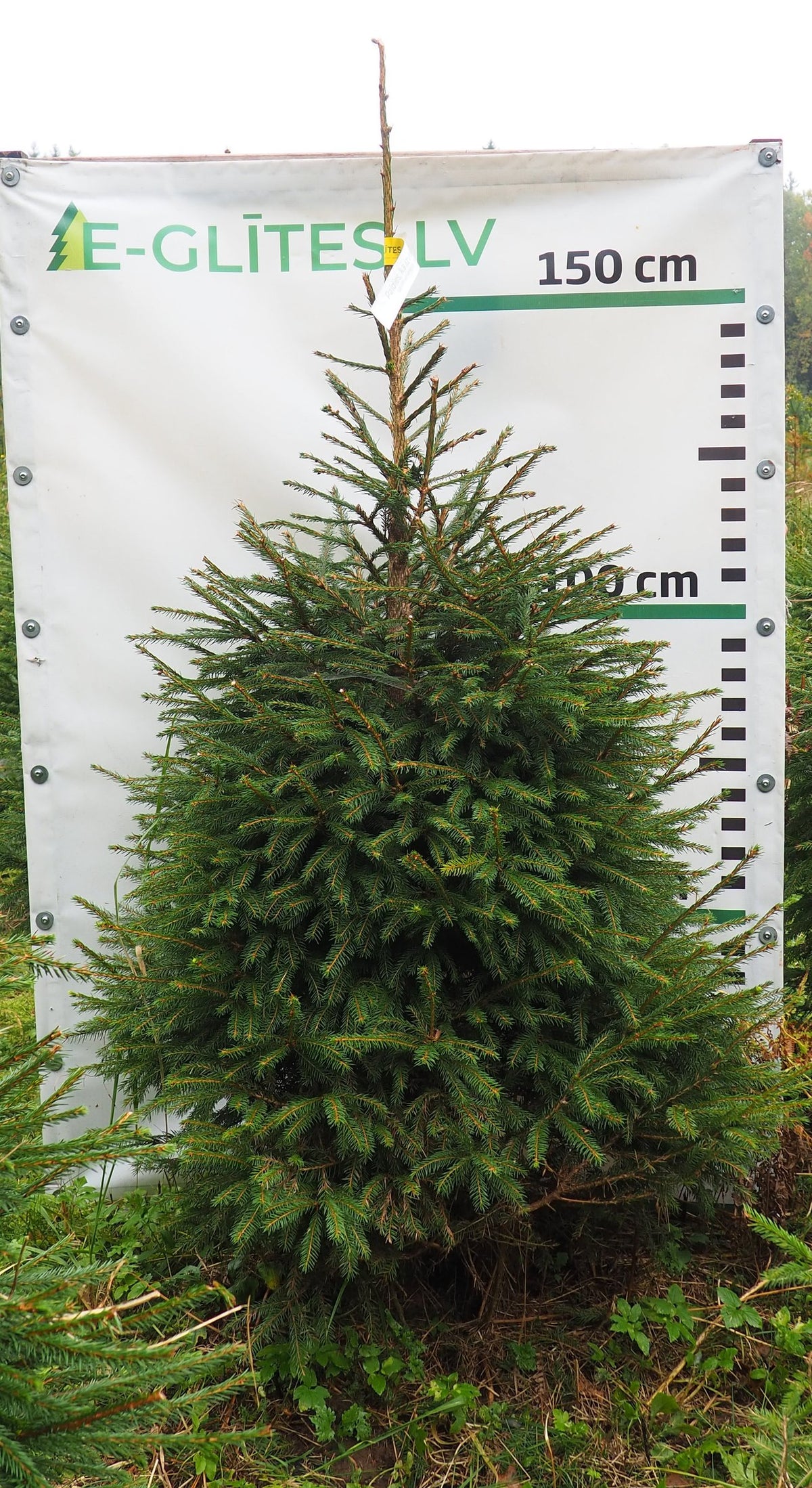 Egle 4T13, garums 1.75m