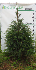 Egle 4T14, garums 1.50m
