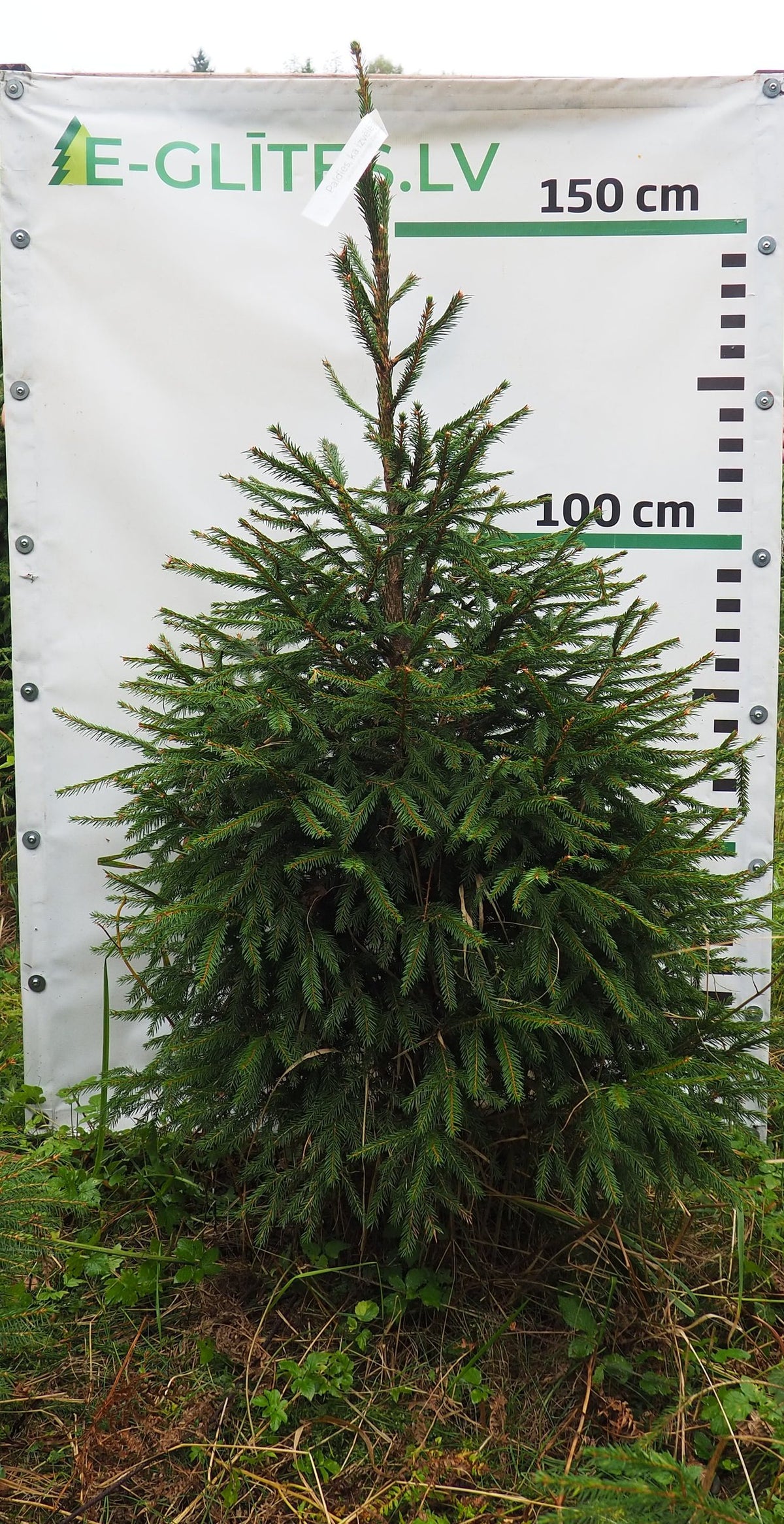 Egle 4T14, garums 1.50m
