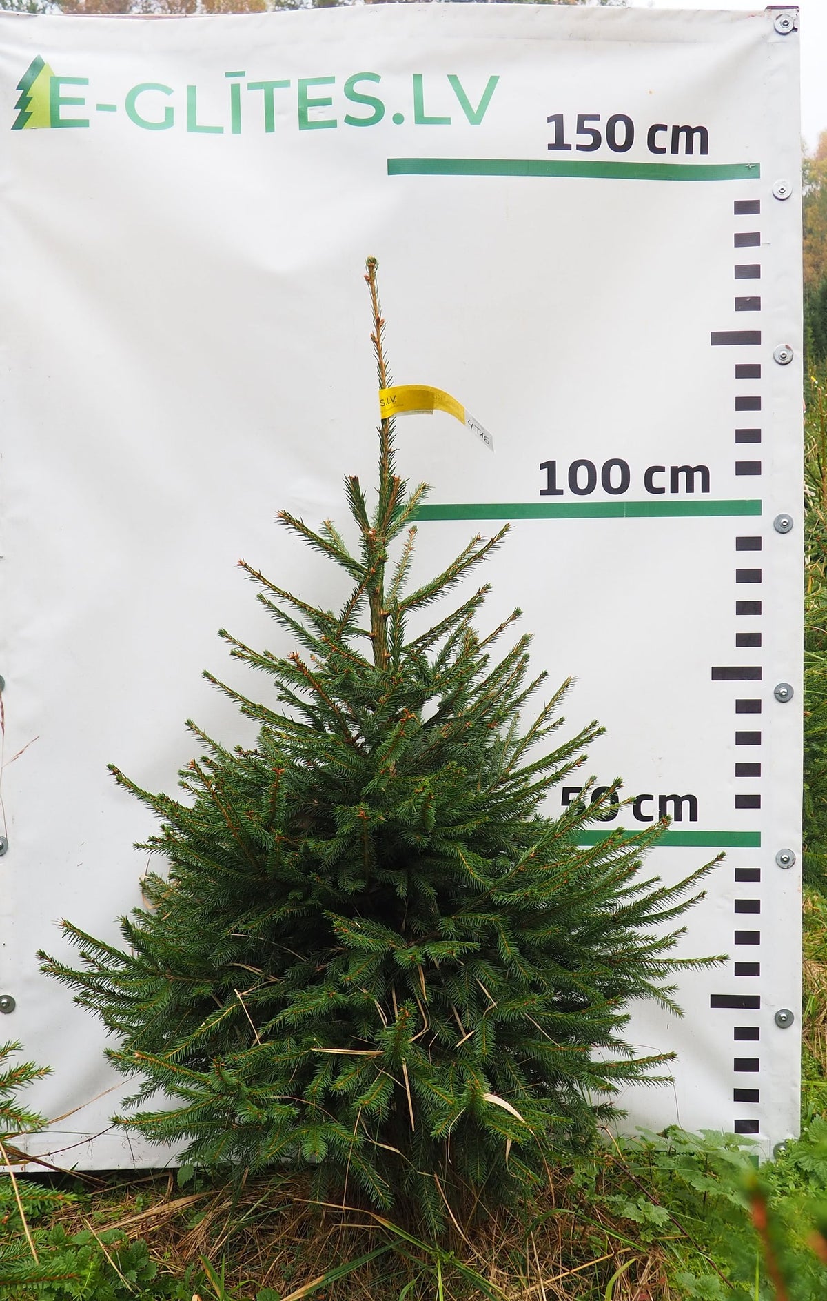 Egle 4T16, garums 1.25m