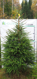 Egle 4T9, garums 2.00m