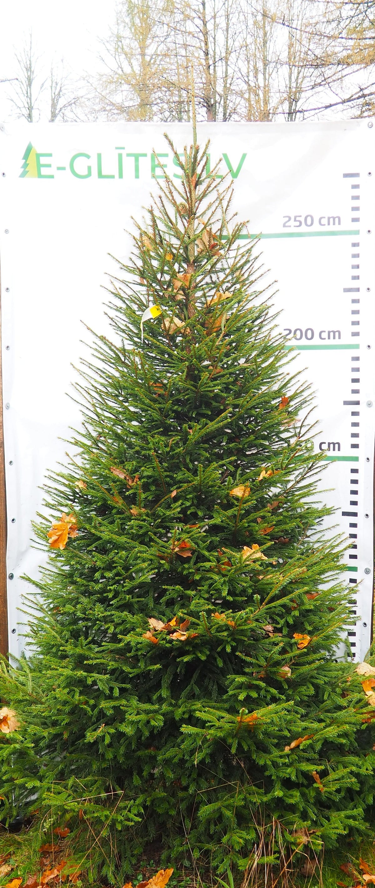 Egle 5B2