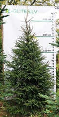 Egle 5B3, garums 2.75m