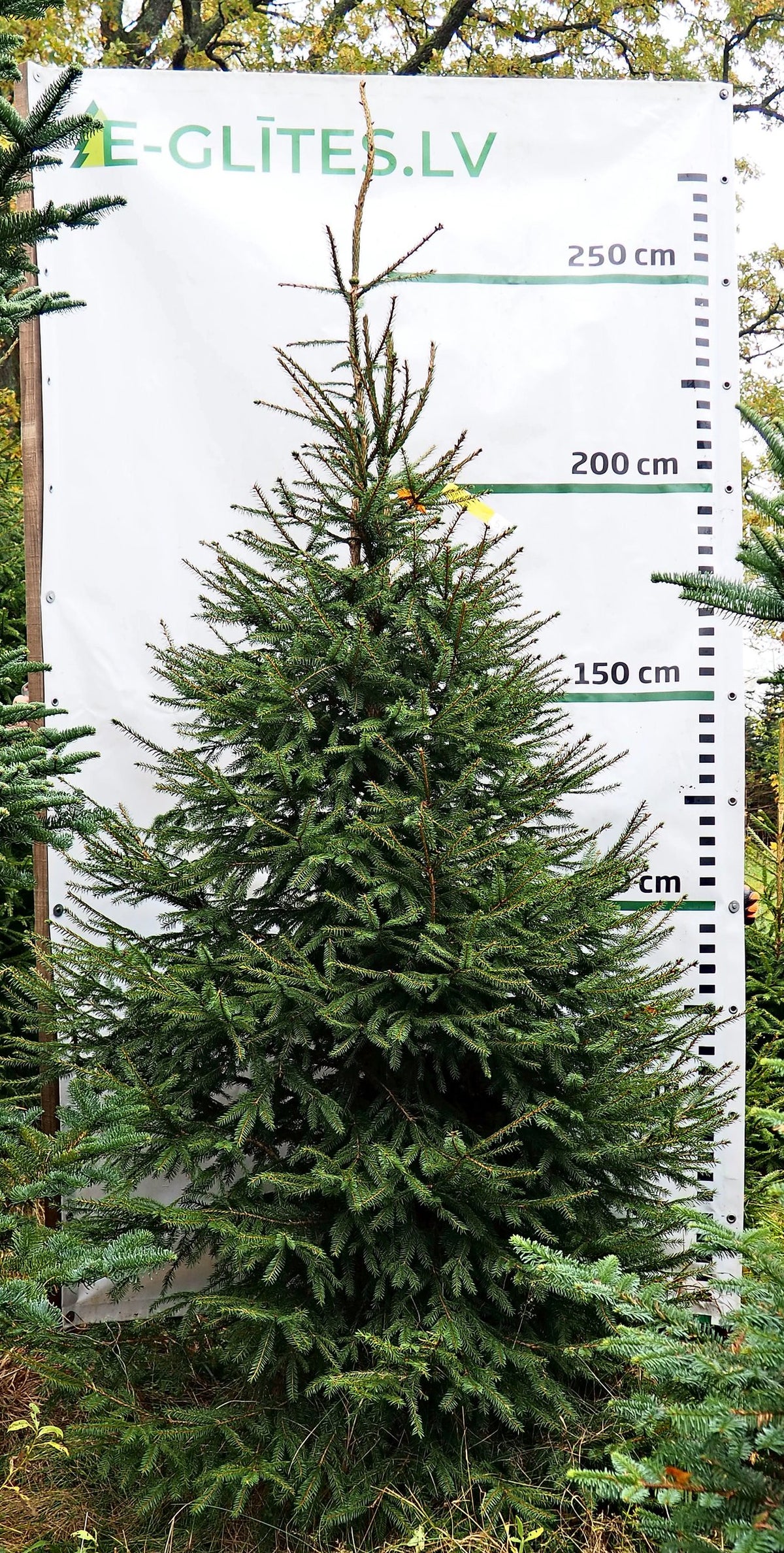 Egle 5B3, garums 2.75m