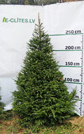 Egle 5D12, garums 2.75m