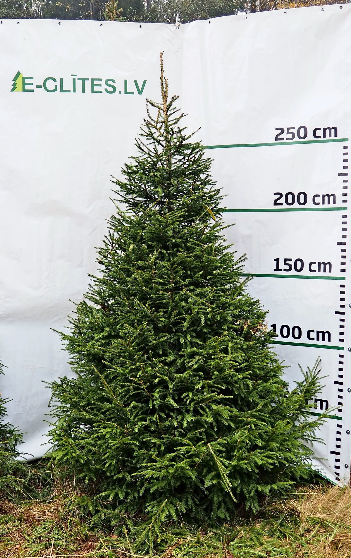 Egle 5D12, garums 2.75m