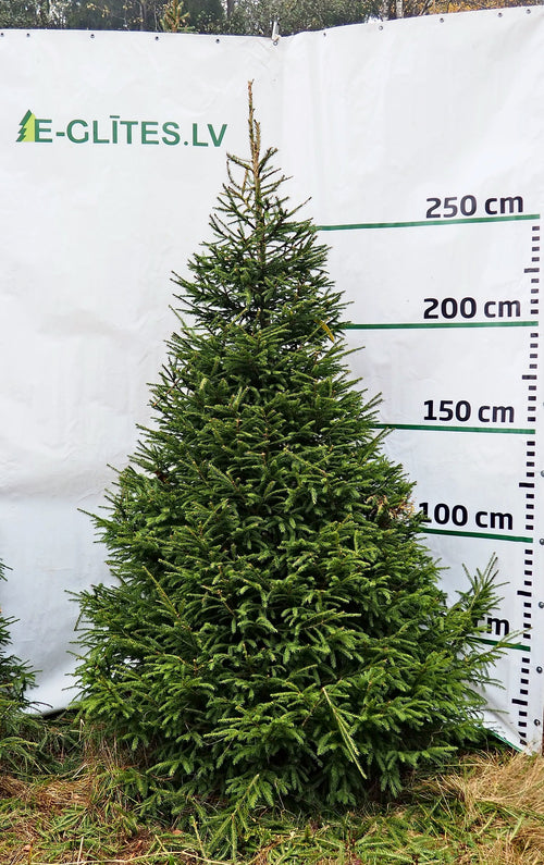 Egle 5D12, garums 2.75m