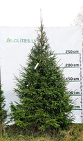 Egle 5D13, garums 3.00m