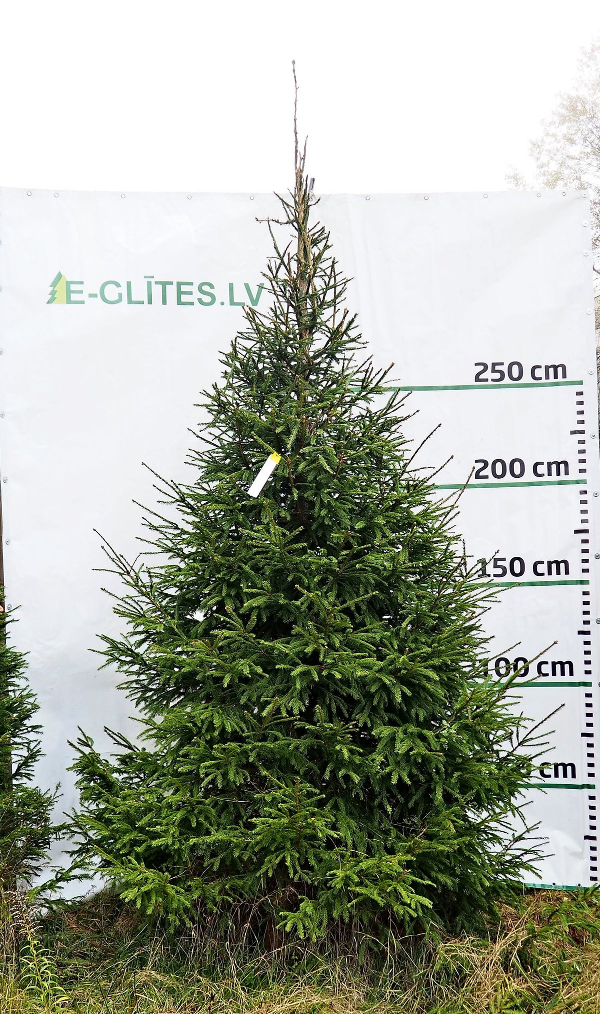 Egle 5D13, garums 3.00m