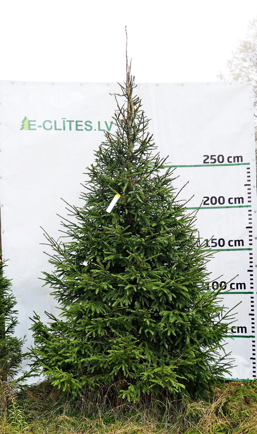 Egle 5D13, garums 3.00m