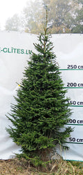 Egle 5D14, garums 3.00m
