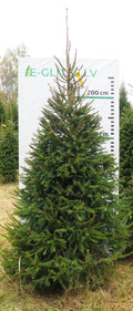 Egle 5H10, garums 2.75m