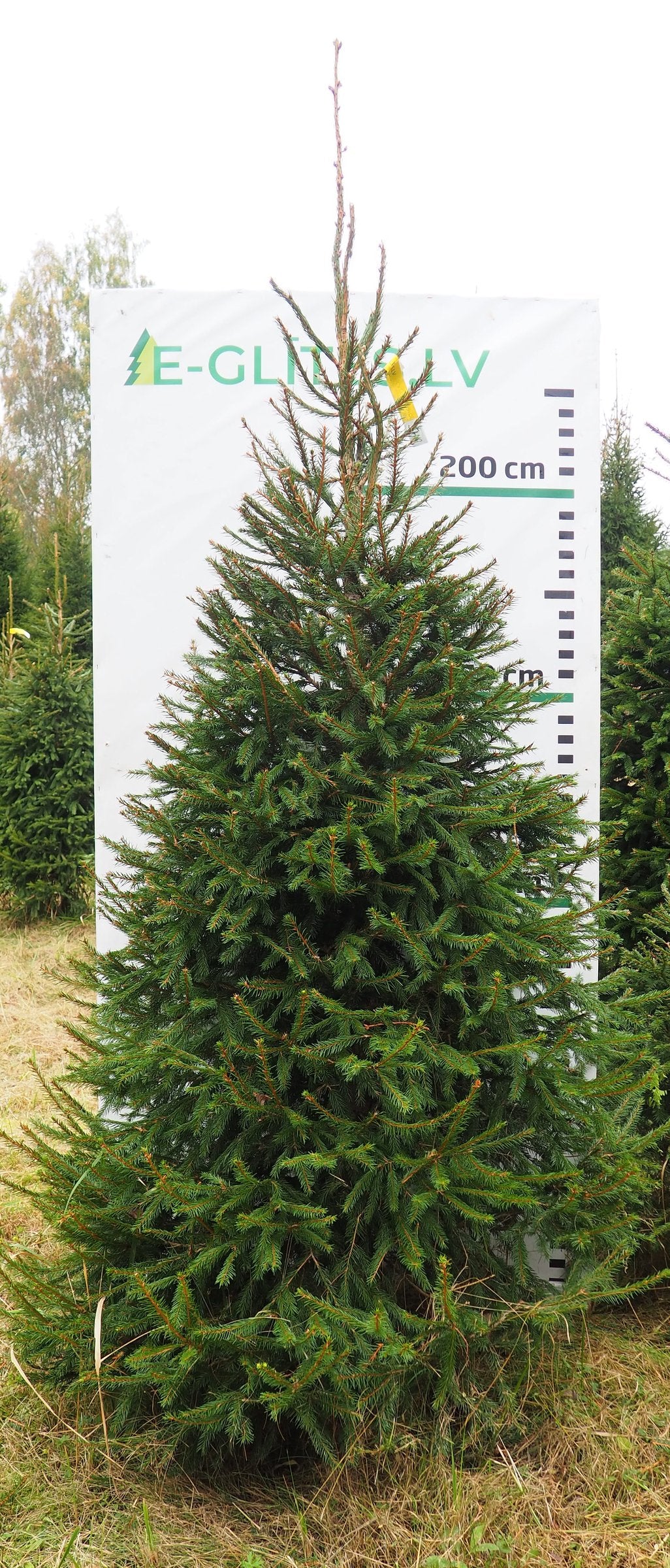 Egle 5H10, garums 2.75m