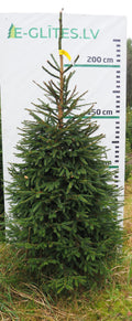 Egle 5H11, garums 2.25m