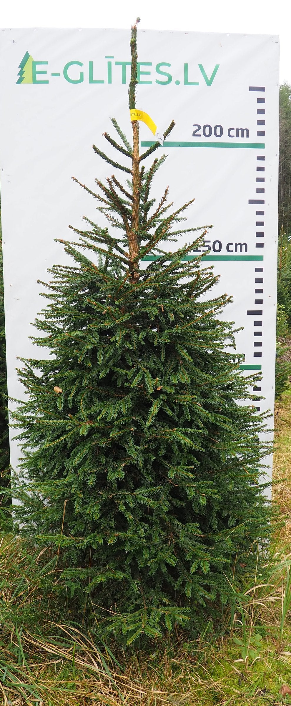 Egle 5H11, garums 2.25m
