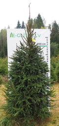 Egle 5H12, garums 3.00m