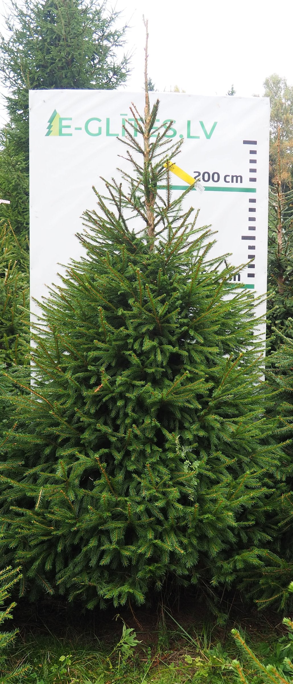 Egle 5HB21, garums 2.75m