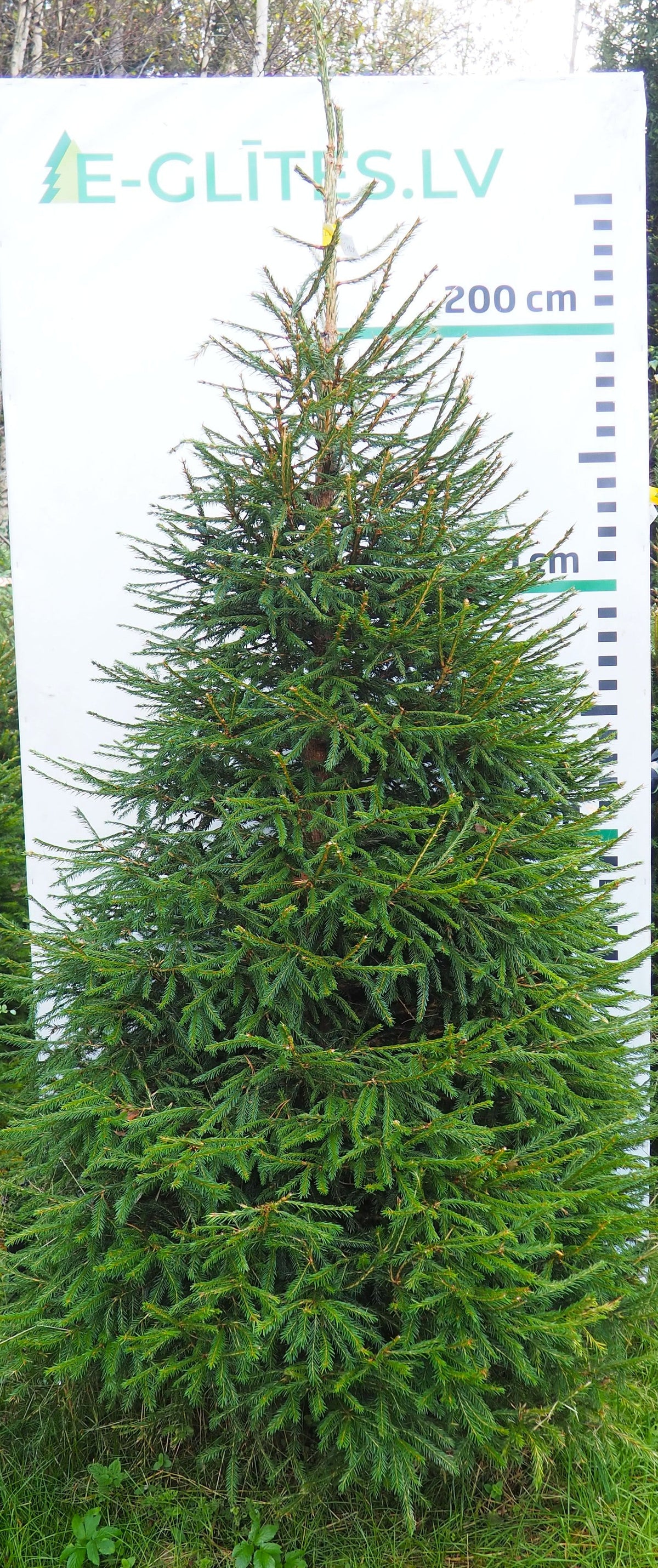 Egle 5HB31