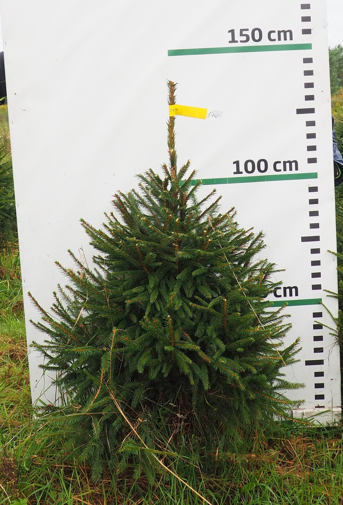 Egle 5J10, garums 1.25m