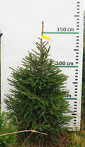 Egle 5J11, garums 1.50m