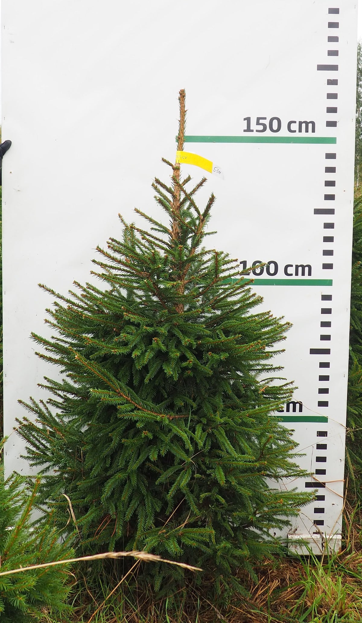 Egle 5J11, garums 1.50m