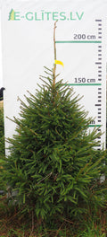 Egle 5J12, garums 2.00m