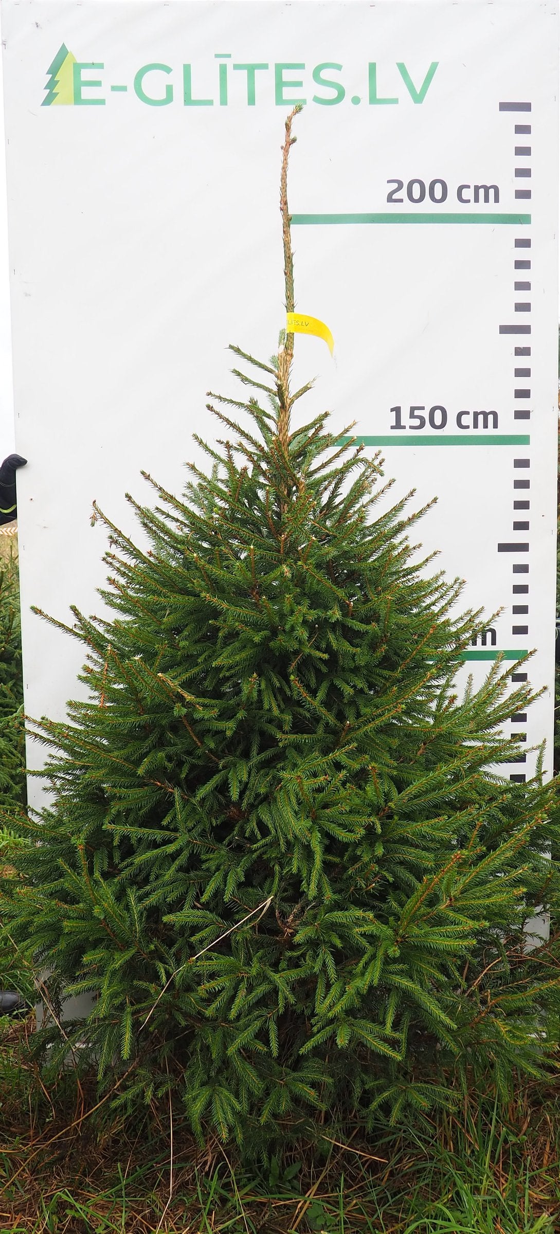 Egle 5J12, garums 2.00m
